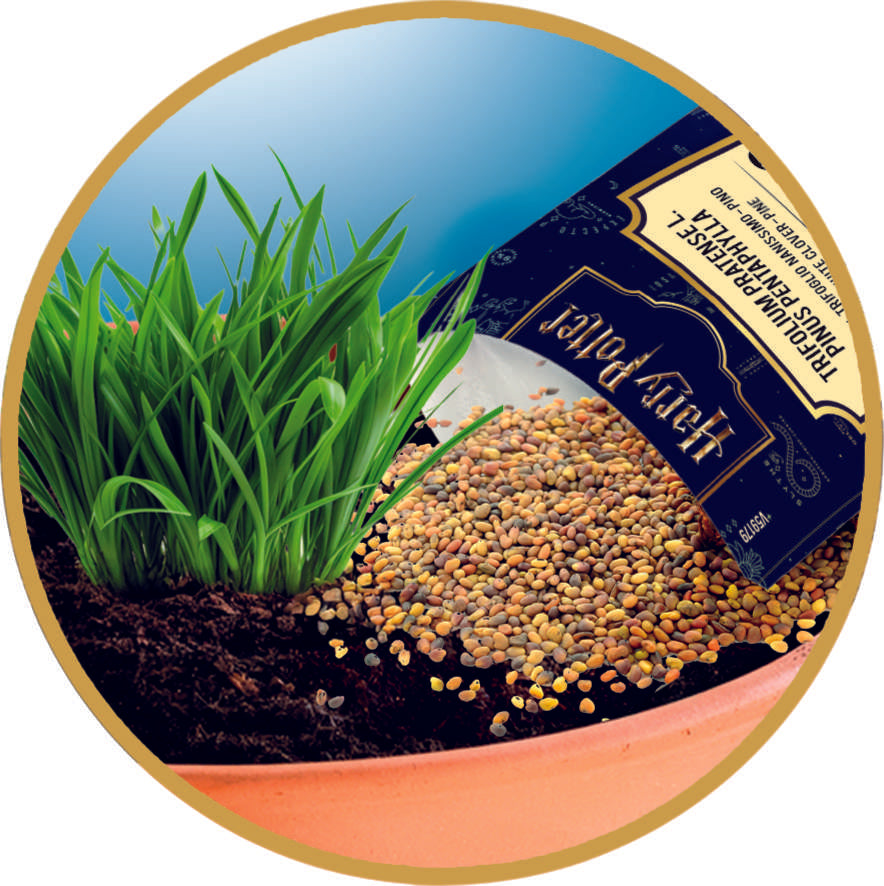 HARRY POTTER MANDRAKE