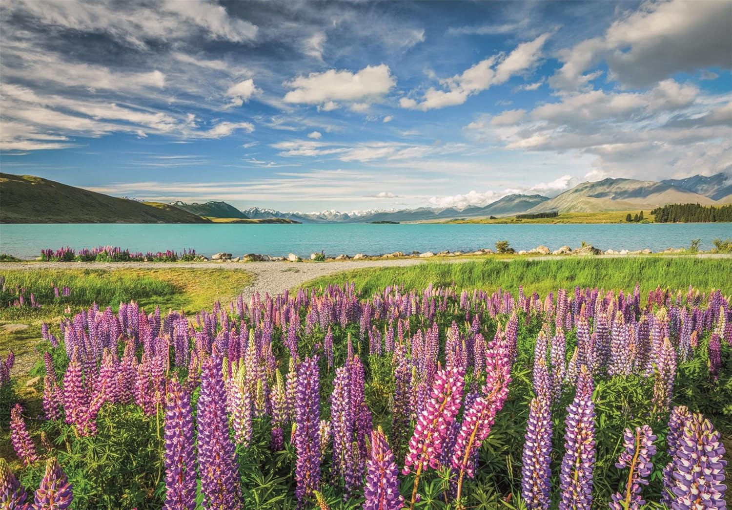 PZ1500: LUPINS AU LAC TEKAPO CLEMENTONI PUZZLES
