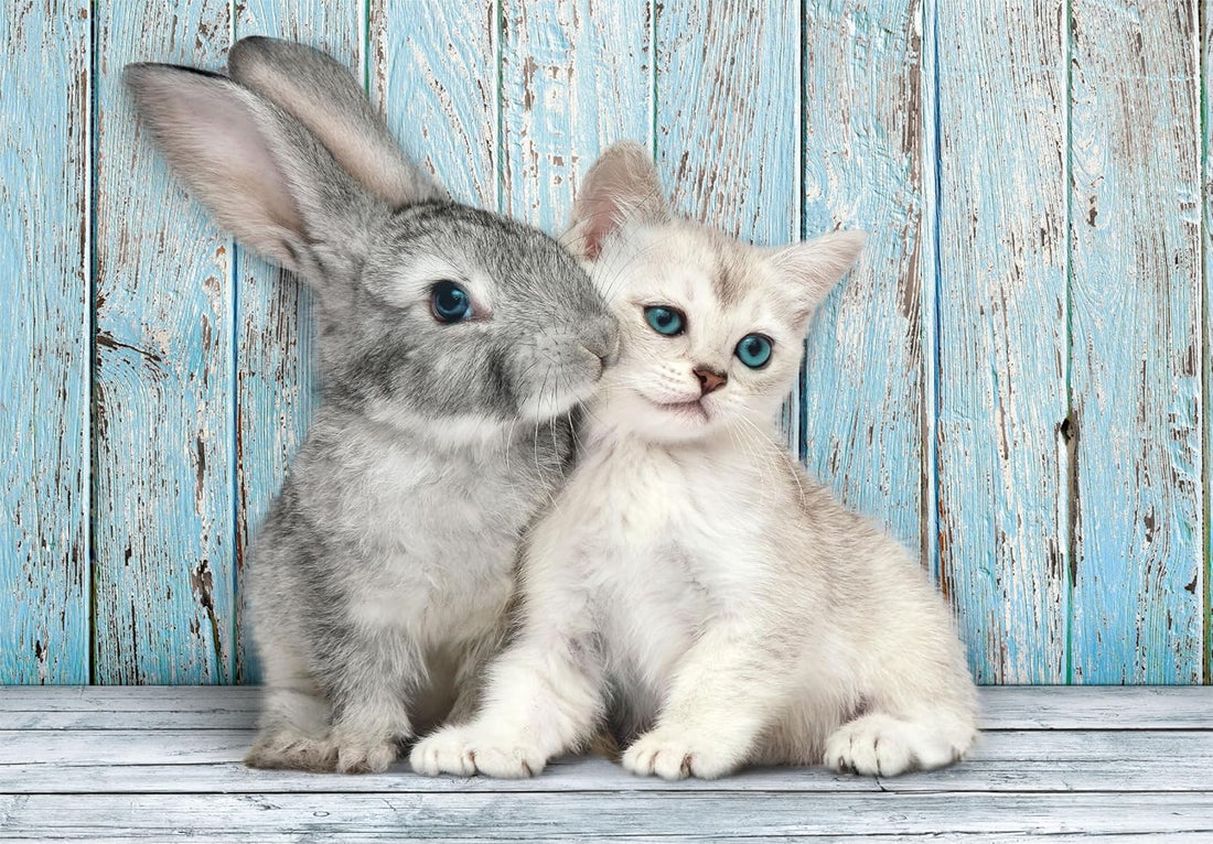 PZ500: CHAT ET LAPIN
