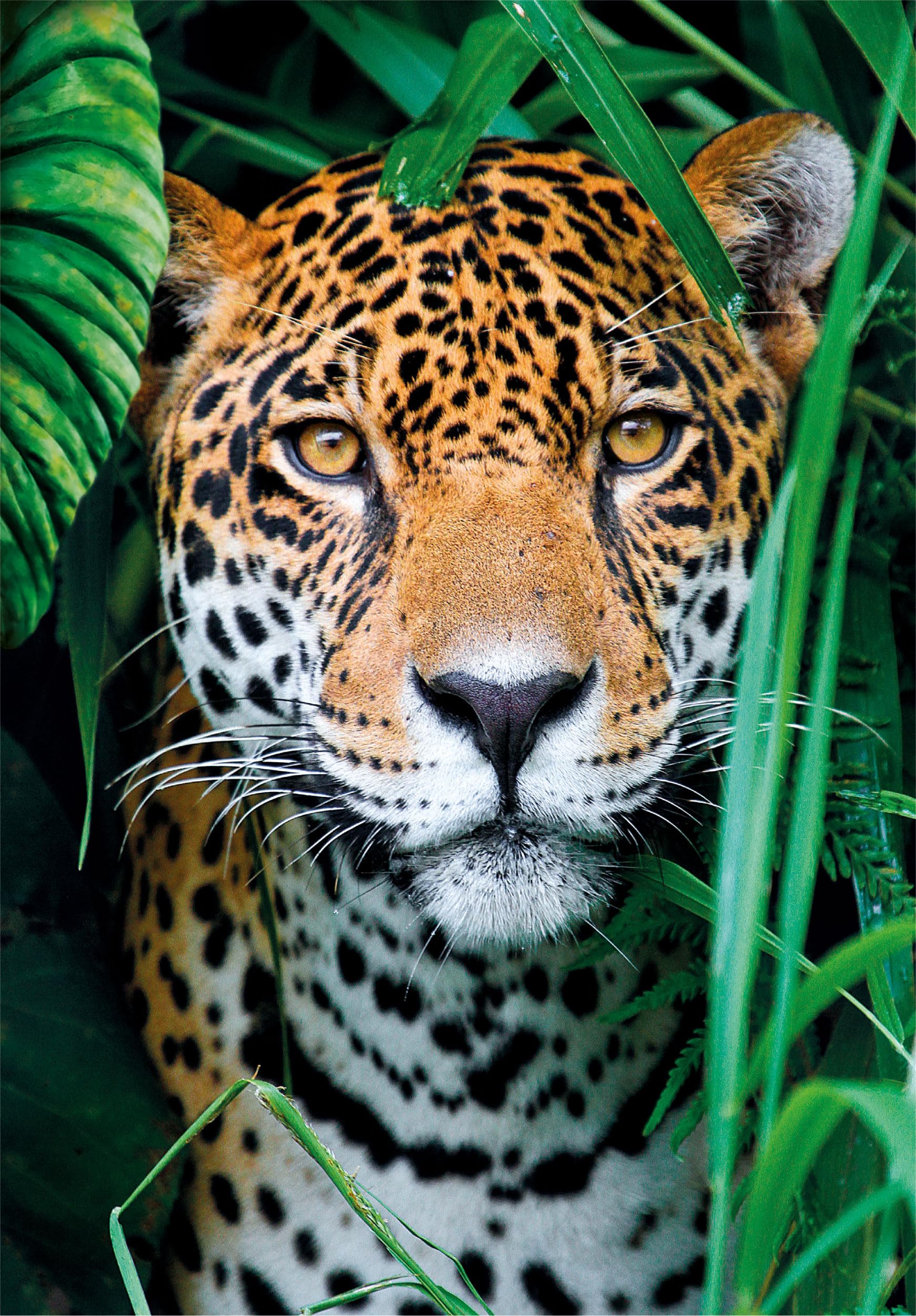 PZ500: JAGUAR DANS LA JUNGLE CLEMENTONI PUZZLES