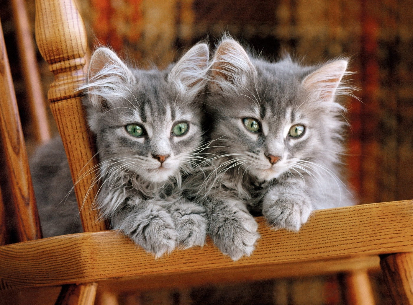 PZ500: CHATONS CLEMENTONI PUZZLES