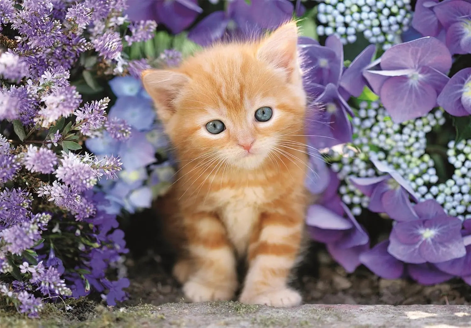 PZ500: CHATON ROUX CLEMENTONI PUZZLES