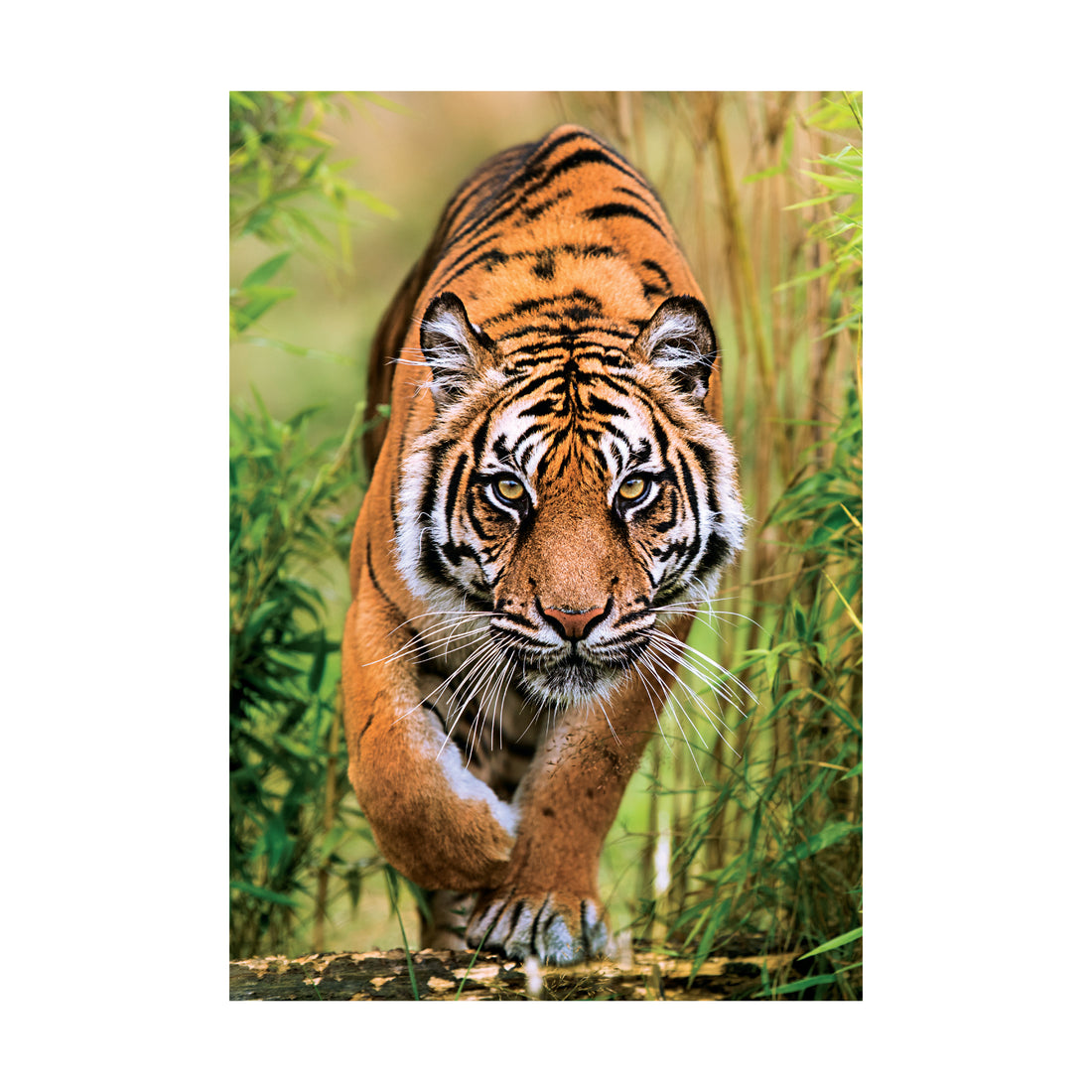 PZ1000: THE HUNTER'S PATH