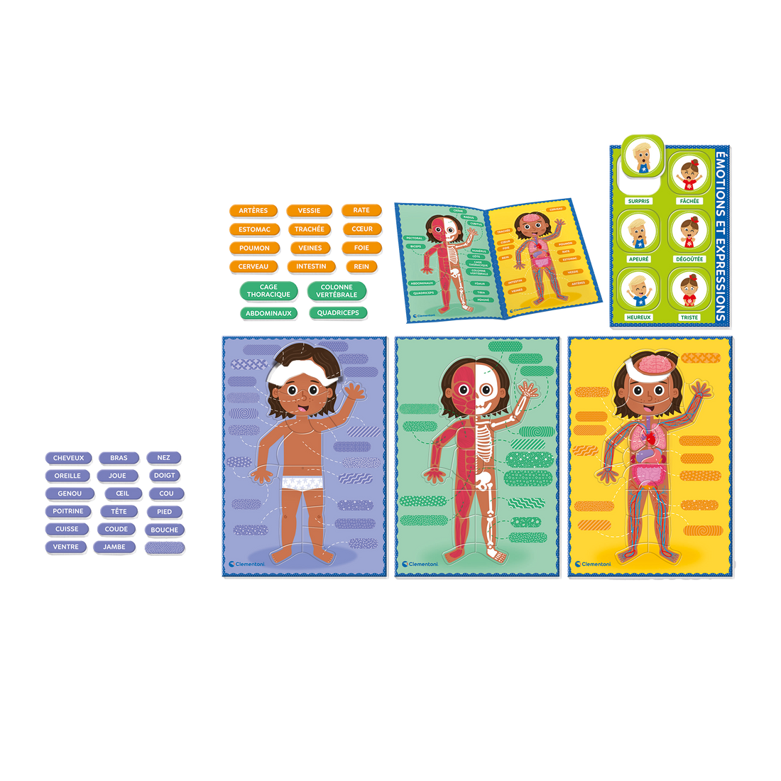 EDUCATION: MONTESSORI - LE CORPS HUMAIN CLEMENTONI