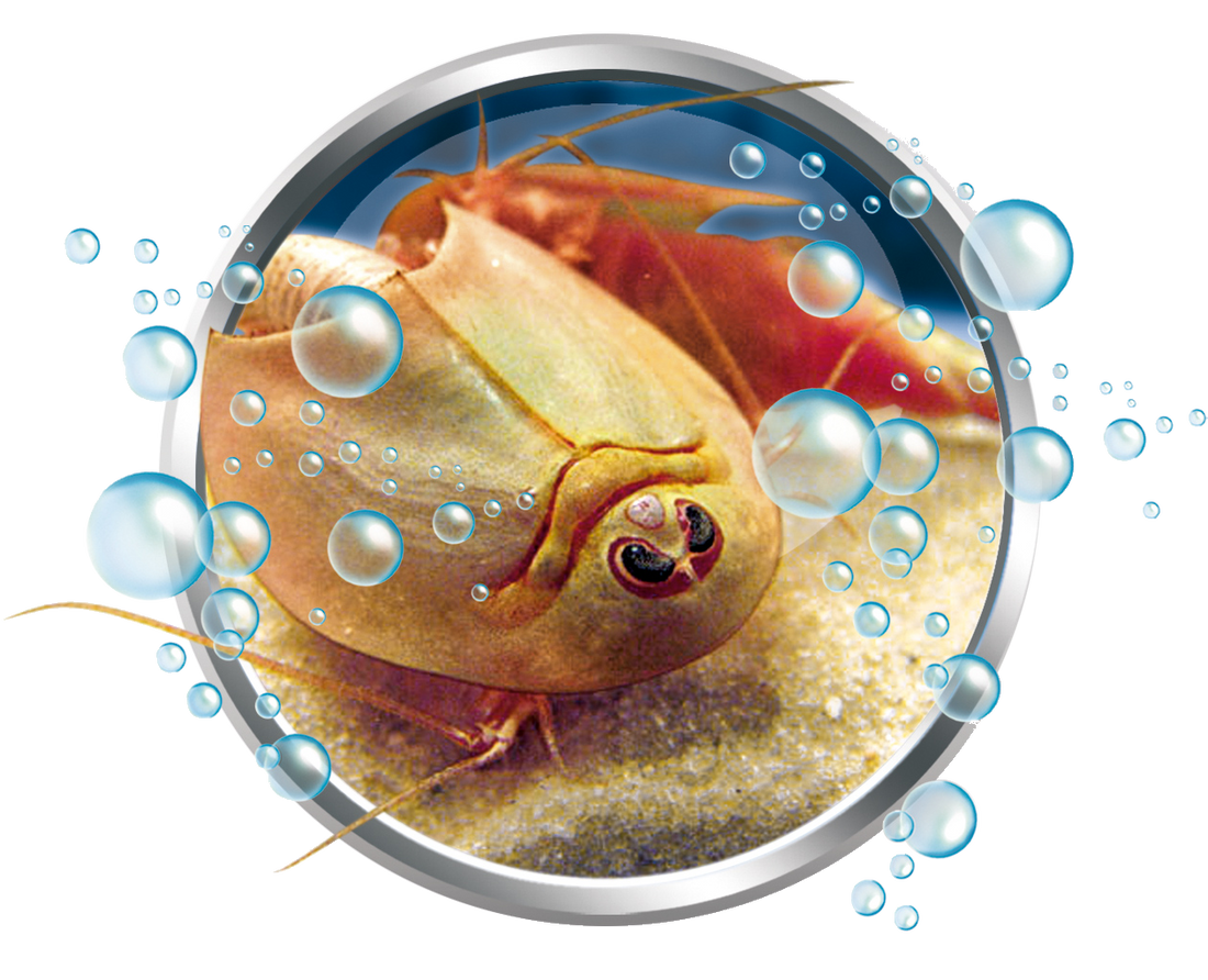 MES PREMIERS TRIOPS CLEMENTONI