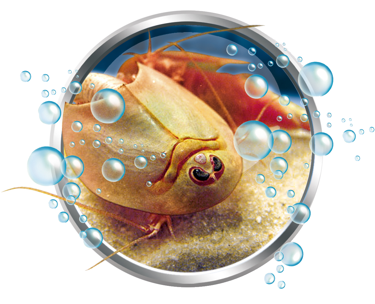 MES PREMIERS TRIOPS CLEMENTONI