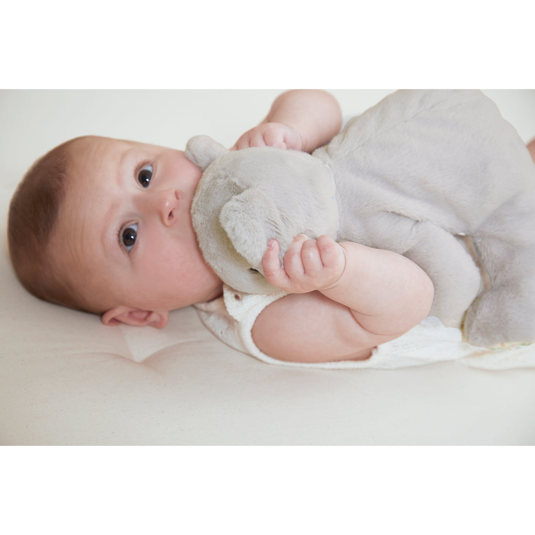 PETIT SONGE: PELUCHE LESTE - KOALA KALOO